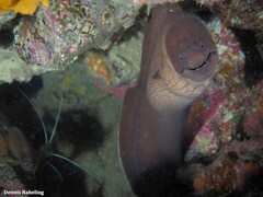 Gymnothorax unicolor