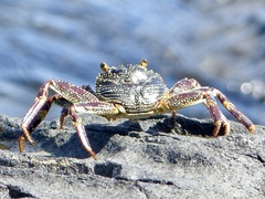 Grapsus albolineatus