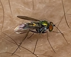 Condylostylus comatus