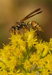 Fuscopolistes