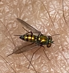 Condylostylus comatus