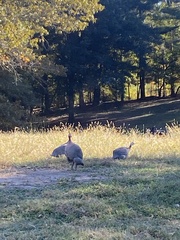 Numida meleagris domesticus