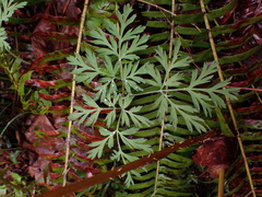 Dicentra formosa