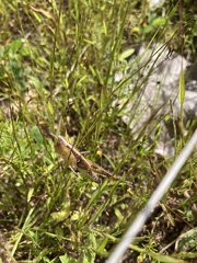 Rhammatocerus viatorius