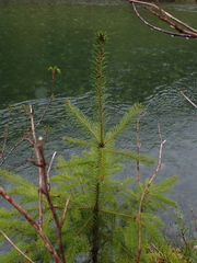 Picea sitchensis