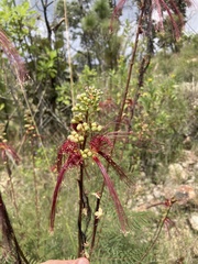 Calliandra grandifolia