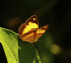 Cupha prosope
