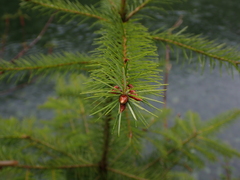 Picea sitchensis