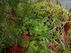 Thalictrum occidentale