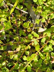 Ludwigia microcarpa