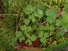 Thalictrum occidentale