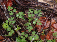 Thalictrum occidentale