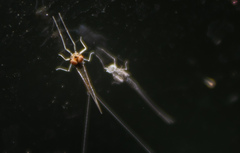 Callibaetis ferrugineus hageni