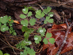 Thalictrum occidentale