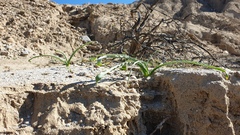 Hesperocallis undulata