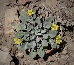 Physaria kingii kingii