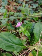 Silene dioica