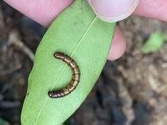 Tenebrio molitor