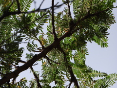 Eysenhardtia polystachya