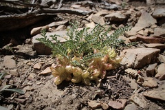 Astragalus lentiginosus semotus