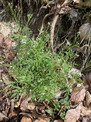 Cardamine flexuosa