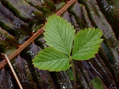 Fragaria vesca