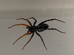 Nyssus coloripes