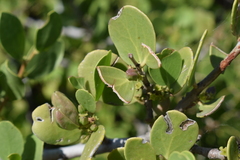 Maytenus vitis-idaea