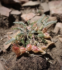 Astragalus lentiginosus semotus