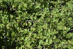 Maytenus vitis-idaea