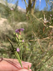 Epilobium brachycarpum