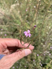 Epilobium brachycarpum