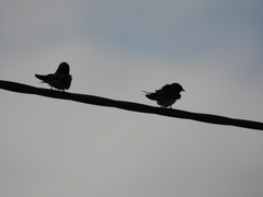 Tachycineta leucopyga