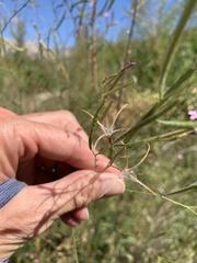 Epilobium brachycarpum