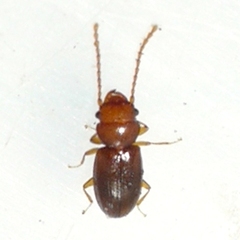 Charaphloeus
