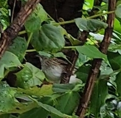 Zonotrichia albicollis