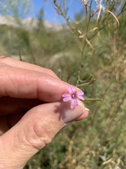 Epilobium brachycarpum