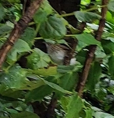 Zonotrichia albicollis