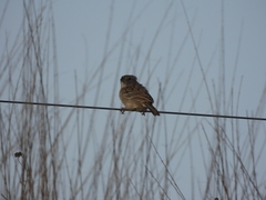 Ammodramus humeralis