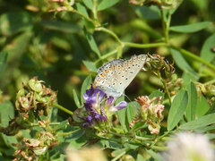 Polyommatus icarus