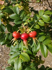 Rosa rugosa