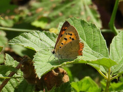 Lycaena phlaeas