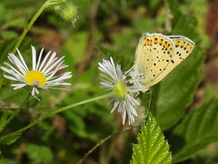 Lycaena tityrus