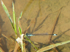 Ischnura elegans