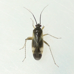 Plagiognathus