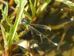 Ischnura pumilio