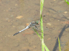 Orthetrum albistylum