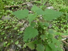 Urtica sykesii