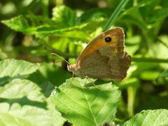 Maniola jurtina