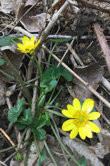 Ficaria verna